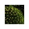 50 Led Solar flowered Daylight Garden Lighting Decoration Solar Powered (8 Modes)